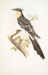 Oxylophus glandarius. Great Spotted Cuckoo. (1862-1873)