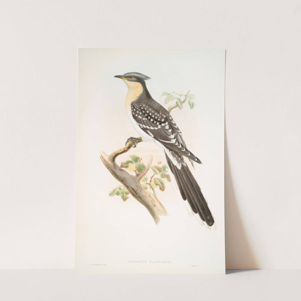 Oxylophus glandarius. Great Spotted Cuckoo. (1862-1873) by John Gould