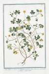 Oxys lutea – Oxys, sive Trifolium acetosum, flore luteo – Acetofella – Aleluia à fleur jaune