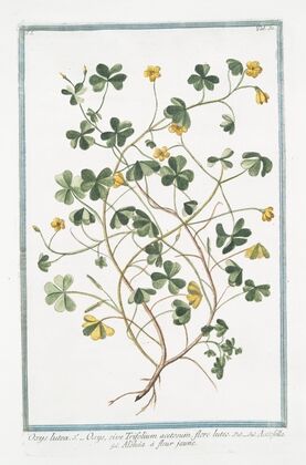 Oxys lutea – Oxys, sive Trifolium acetosum, flore luteo – Acetofella – Aleluia à fleur jaune