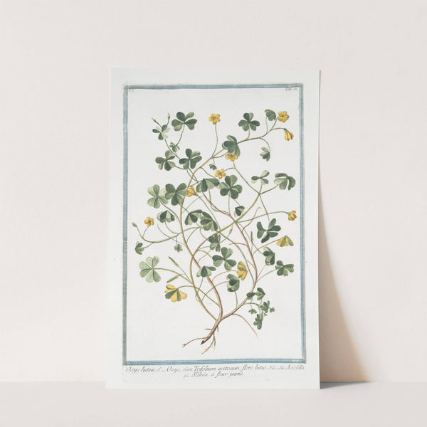 Oxys lutea - Oxys, sive Trifolium acetosum, flore luteo - Acetofella - Aleluia à fleur jaune by Giorgio Bonelli