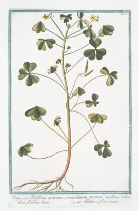 Oxys, sive Trifolium acetosum, corniculatum, erectum, caulibus rubentibus, floribus luteis – Alleluia à fleur jaune