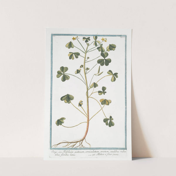 Oxys, sive Trifolium acetosum, corniculatum, erectum, caulibus rubentibus, floribus luteis - Alleluia à fleur jaune by Giorgio Bonelli