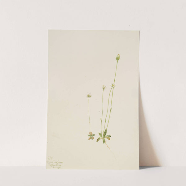 Oxytropis aepicola (1920) by Mary Vaux Walcott