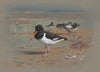 Oyster Catchers (1931)