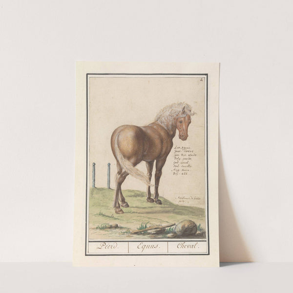 Paard (Equus ferus caballus) Peerd. Equus. Cheval. (1596-1610) by Anselmus Boëtius de Boodt