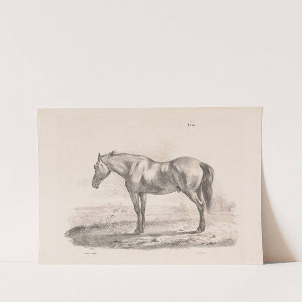 Paard in een weiland. (1835) by Pieter Frederik van Os
