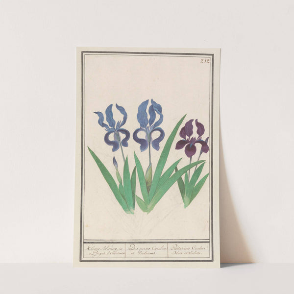 Paarse iris (Iris germanica). (1596-1610) by Anselmus Boëtius de Boodt