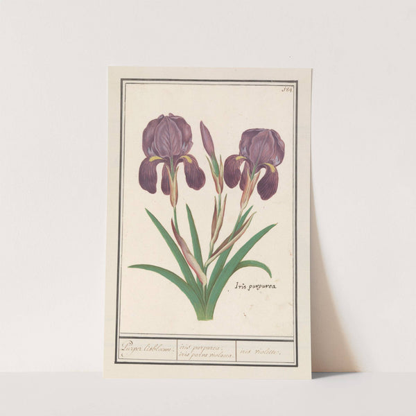 Paarse iris (Iris germanica) Puper lisbloeme iris purpurea, iris parva violacea. iris violette (1596-1610) by Anselmus Boëtius de Boodt