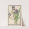Paarse iris (Iris germanica) Stinkende lis. iris. Glaijeul puant. flambe. (1596-1610) by Anselmus Boëtius de Boodt