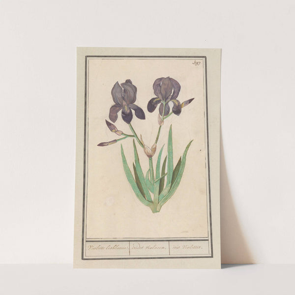 Paarse iris (Iris germanica) Voilette lisbloeme. irides violaceae. iris violettes. (1596-1610) by Anselmus Boëtius de Boodt