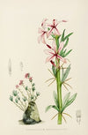 Pachypodium Succulentum