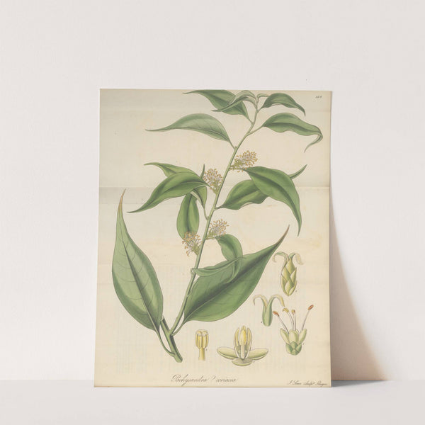 Pachysandra coriacea by William Jackson Hooker