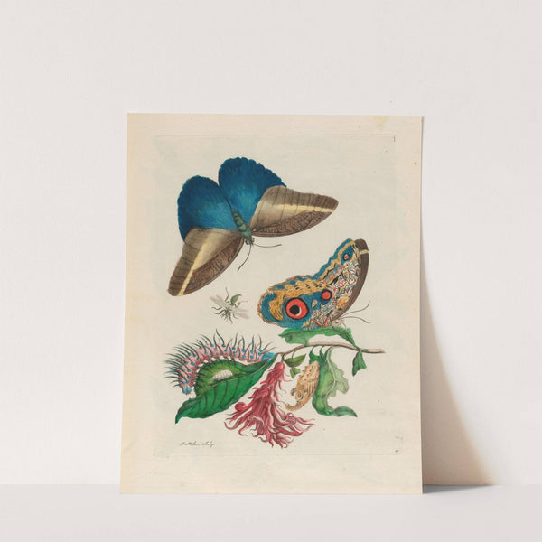 Pachystachys coccinea (1719) by Maria Sibylla Merian