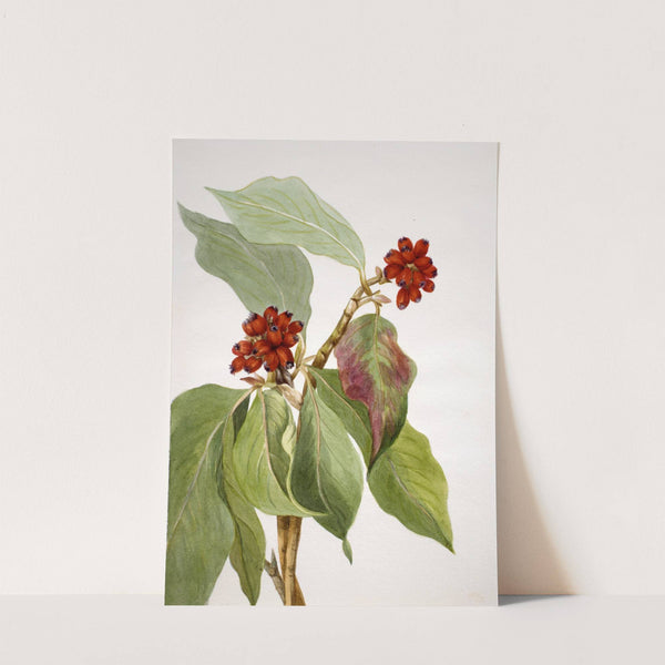 Pacific Dogwood (Cornus nuttallii) 2 (1933) by Mary Vaux Walcott