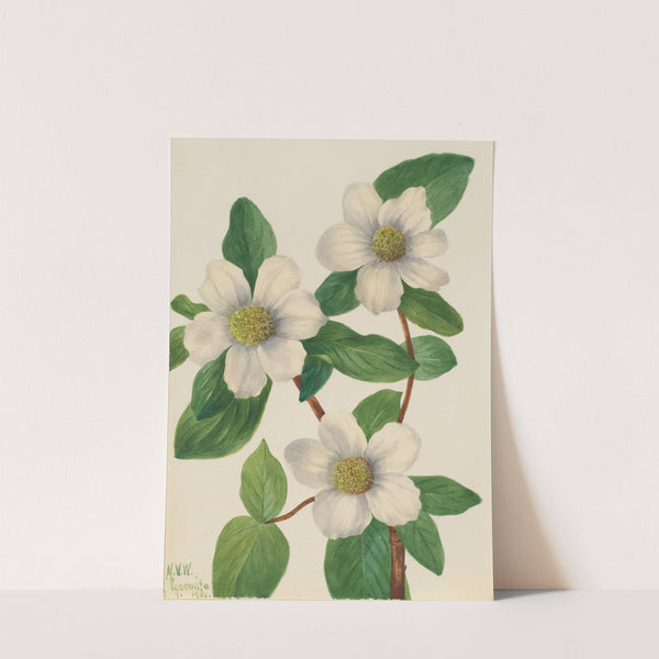 Pacific Dogwood (Cornus nuttallii) (1933) by Mary Vaux Walcott