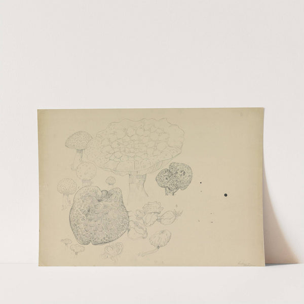 Paddestoelen by Theo van Hoytema