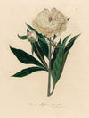 Paeonia albiflora flore pleno (1818-1824)
