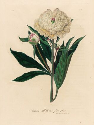 Paeonia albiflora flore pleno (1818-1824)