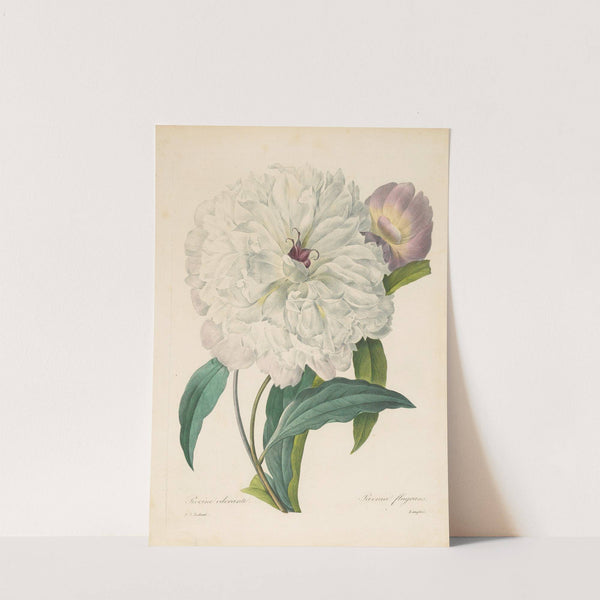 Paeonia flagrans (Peony) by Pierre Joseph Redouté
