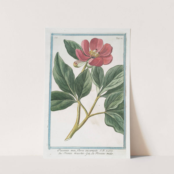 Paeonia mas flores incarnato - Peonia maschio - La Pivoine m^ale by Giorgio Bonelli