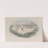 Pagophila eburnea. Ivory Gull. (1862-1873) by John Gould