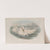 Pagophila eburnea. Ivory Gull. (1862-1873) by John Gould