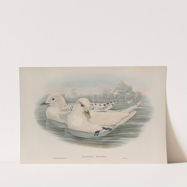 Pagophila eburnea. Ivory Gull. (1862-1873) by John Gould