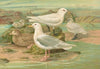 Pagophila eburnea (Phipps.), Larus leucopterus Faber