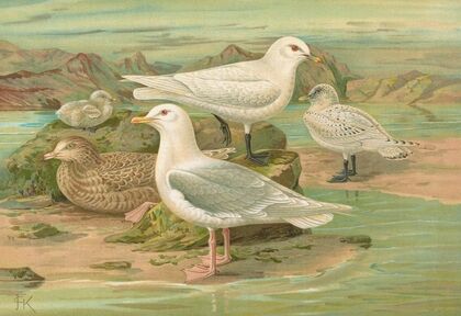 Pagophila eburnea (Phipps.), Larus leucopterus Faber