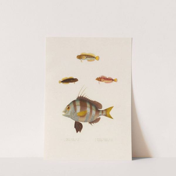 Pagrus auriga, Blennius lineatus, Blennius inaequalis, Tripterygion melanurus by Arthus Bertrand