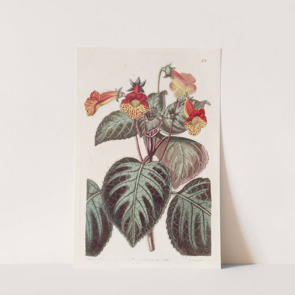 Painted Achimenes by Sydenham Edwards