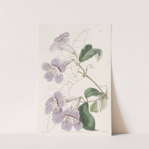 Painted Bignonia by Sydenham Edwards