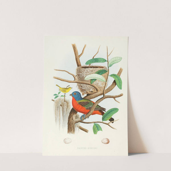 Painted Bunting (1882) by Edwin L. Sheppard