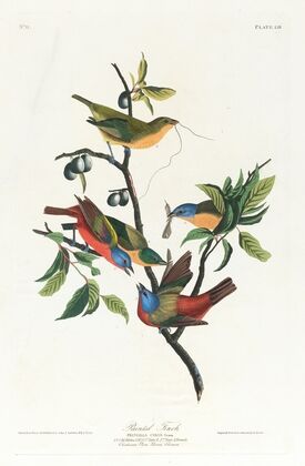 Painted finch