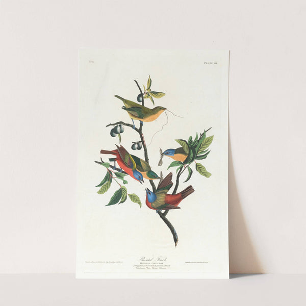 Painted finch by John James Audubon
