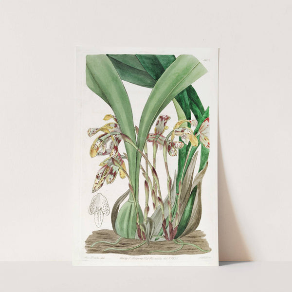 Painted Maxillaria by Sydenham Edwards