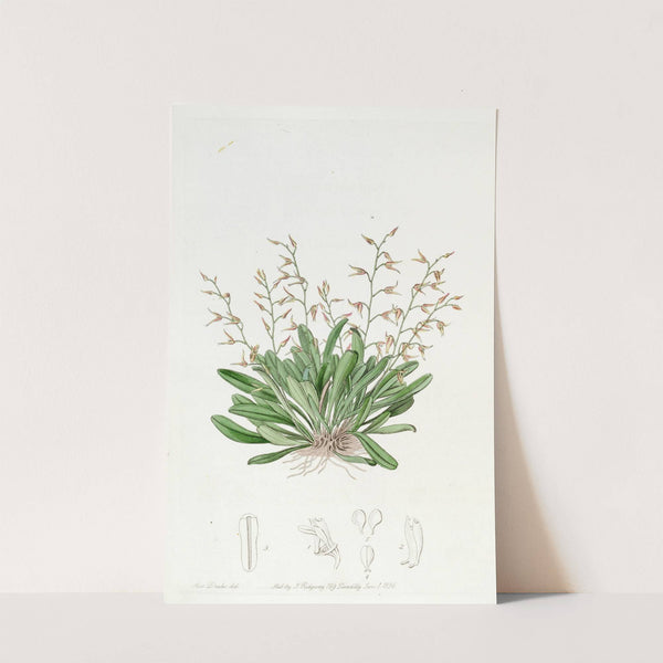 Painted Pleurothallis by Sydenham Edwards