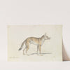 Painted Thous Dog (1837) by Charles Hamilton Smith