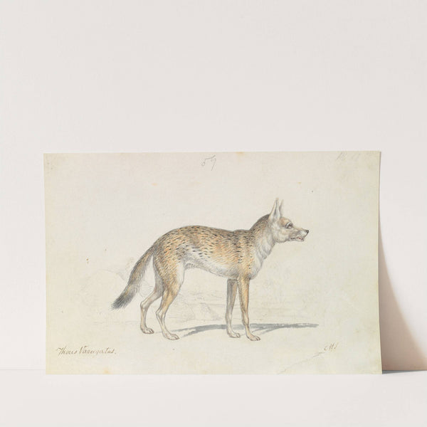 Painted Thous Dog (1837) by Charles Hamilton Smith