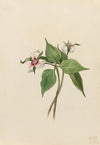 Painted Trillium (Trillium undulatum) (1924)