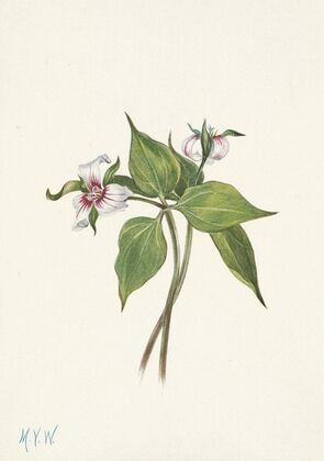 Witch-hazel. Hamamelis virginiana