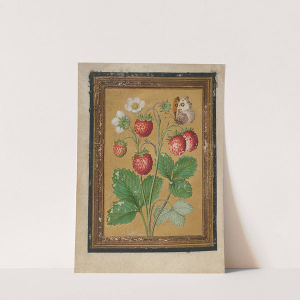 Paintings of Flowers, Butterflies, and Insects Pl.2 by Jacques Le Moyne de Morgues