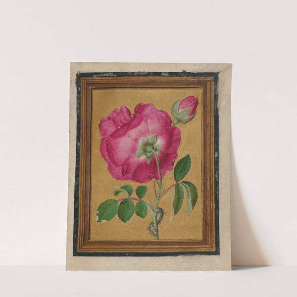 Paintings of Flowers, Butterflies, and Insects Pl.3 by Jacques Le Moyne de Morgues