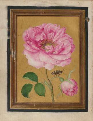 Paintings of Flowers, Butterflies, and Insects Pl.6 — size preview