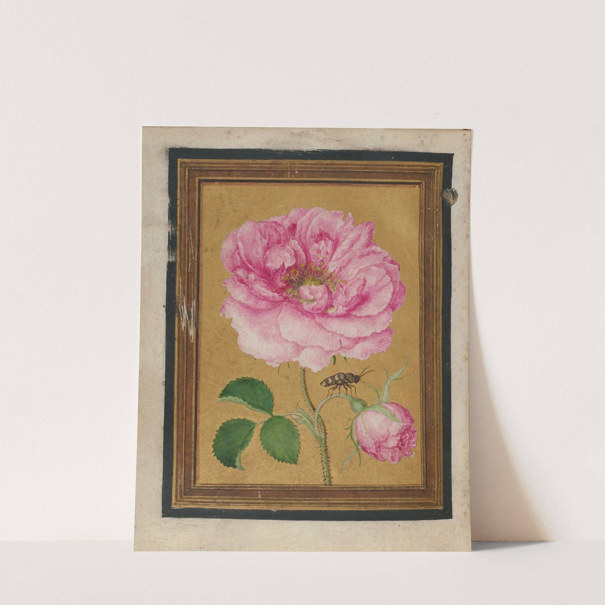 Paintings of Flowers, Butterflies, and Insects Pl.6 by Jacques Le Moyne de Morgues