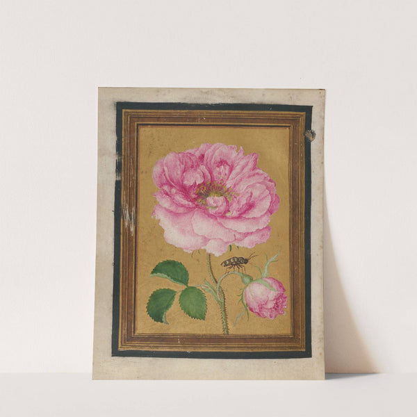 Paintings of Flowers, Butterflies, and Insects Pl.6 by Jacques Le Moyne de Morgues