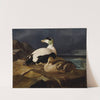 Pair Of Common Eiders On A Rock (1869) by Ferdinand von Wright