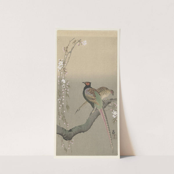 Pair of pheasants and cherry blossom (1900 - 1930) by Ohara Koson