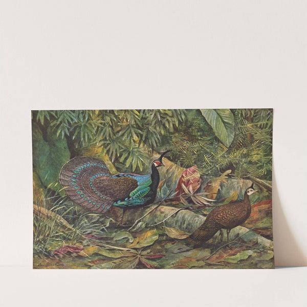 Palawan Peacock Pheasant by Louis Agassiz Fuertes